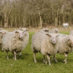 schapen schapen