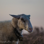 schapen schapen