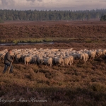 schapen schapen