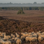 schapen schapen