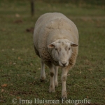 Schapen Schapen