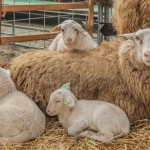 schapen schapen