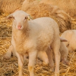 schapen schapen