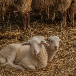 schapen schapen