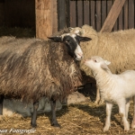lente lente