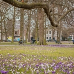 lente lente