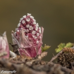 lente lente