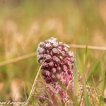 lente lente