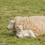 lente lente