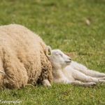 lente lente