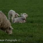 schapen schapen