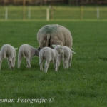 schapen schapen