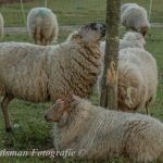 schapen schapen