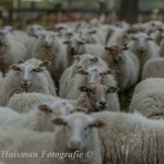 schapen schapen