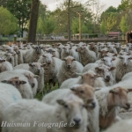 schapen schapen