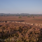 schapen schapen