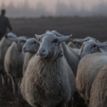 schapen schapen