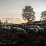 schapen schapen