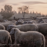 schapen schapen