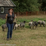 schapen schapen