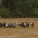 schapen schapen