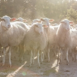 schapen schapen