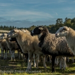 schapen schapen