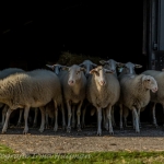 schapen schapen
