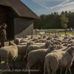 schapen schapen