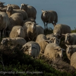 schapen schapen