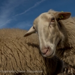schapen schapen