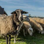 schapen schapen