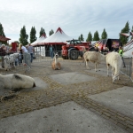 Circus Louis Knie Circus Louis Knie