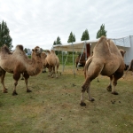Circus Louis Knie Circus Louis Knie
