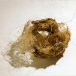nest nest