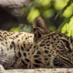 Tierpark Nordhorn 210mm F4 1/640 ISO 200 Tierpark Nordhorn 210mm F4 1/640 ISO 200