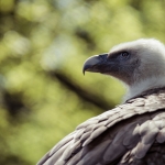 Tierpark Nordhorn 210mm F4 1/500 ISO 100 Tierpark Nordhorn 210mm F4 1/500 ISO 100