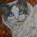 Kat ragdoll Kat ragdoll