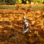 Hond Macho Hond Macho