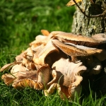 Paddestoelen Paddestoelen
