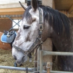 Paard Paard