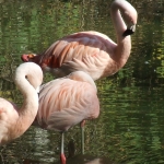 Flamingo's Flamingo's