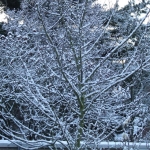 Winter Winter