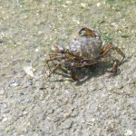 Krab Krab