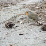 Vogeltje Vogeltje
