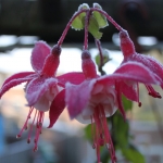 Fuchsia Fuchsia