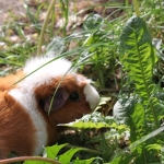 Cavia Cavia