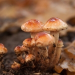 Paddestoelen herfst Paddestoelen herfst