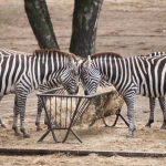Zebra's Zebra's