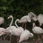 Groep flamingo's Groep flamingo's